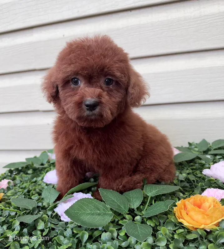 Jax – Maltipoo puppy for sale in Houston, TX
