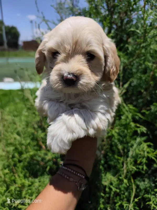 Belle – Maltipoo puppy for sale in Houston, TX