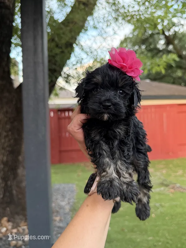 Lulu – Maltipoo puppy for sale in Houston, TX