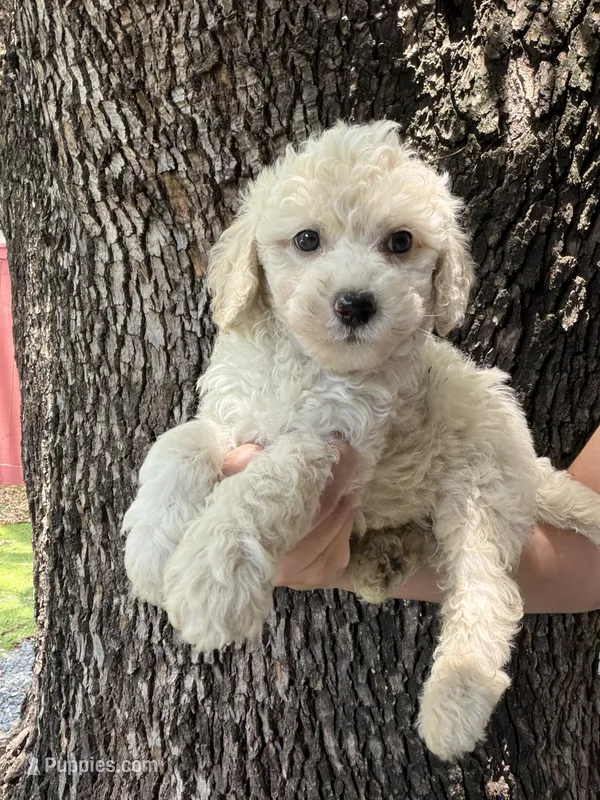  Chanel – Maltipoo puppy for sale in Houston, TX