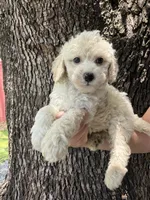  Chanel, a female Maltipoo for sale in Houston, TX – 1 of 2