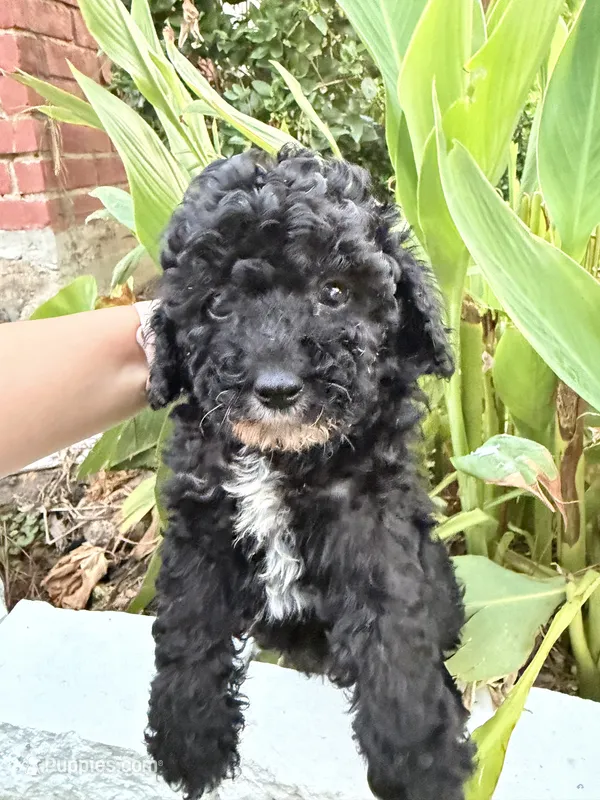 Blackie – Maltipoo puppy for sale in Houston, TX