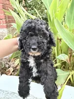 Blackie, a male Maltipoo for sale in Houston, TX – 1 of 5