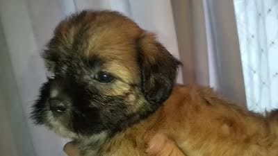 Leah, a female Maltipoo for sale in Houston, TX – 2 of 2