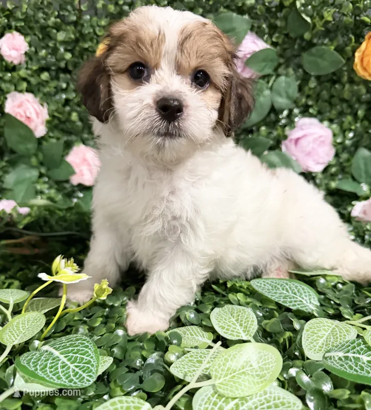  Coco – Maltipoo puppy for sale in Houston, TX