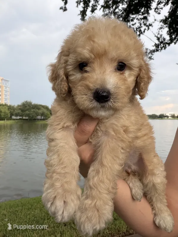 Daisy  – Maltipoo puppy for sale in Houston, TX