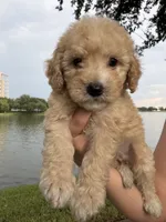 Maltipoo, a male Maltipoo for sale in Houston, TX – 2 of 7