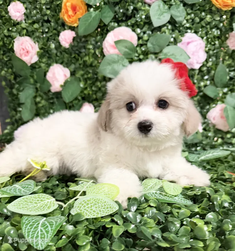 Minnie – Maltipoo puppy for sale in Houston, TX