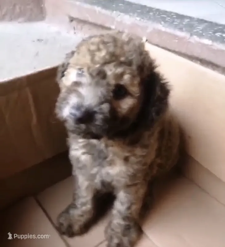 Jax – Maltipoo puppy for sale in Houston, TX