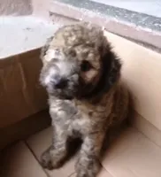Jax, a male Maltipoo for sale in Houston, TX – 1 of 2