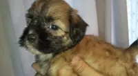 Leah, a female Maltipoo for sale in Houston, TX – 1 of 2