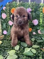 Jax, a male Maltipoo for sale in Houston, TX – 2 of 4