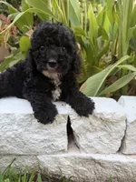 Blackie, a male Maltipoo for sale in Houston, TX – 3 of 5