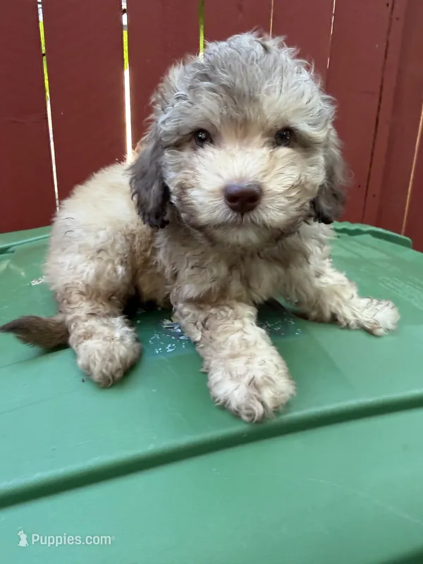 Jax – Maltipoo puppy for sale in Houston, TX