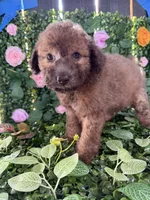 Jax, a male Maltipoo for sale in Houston, TX – 3 of 4