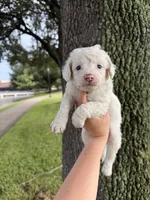 Maltipoo, a male Maltipoo for sale in Houston, TX – 6 of 7