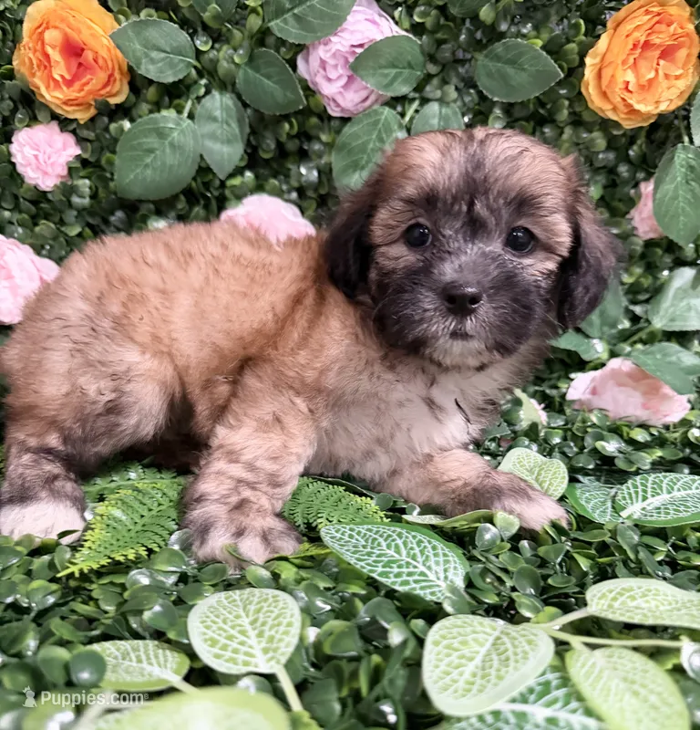 Leah – Maltipoo puppy for sale in Houston, TX