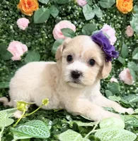 Dollie, a female Maltipoo for sale in Houston, TX – 1 of 4