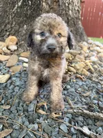 Jax, a male Maltipoo for sale in Houston, TX – 4 of 4