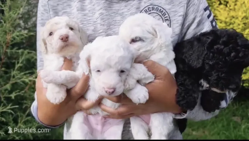 Maltipoo – Maltipoo puppy for sale in Houston, TX