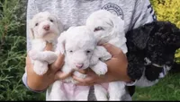 Maltipoo, a male Maltipoo for sale in Houston, TX – 1 of 7