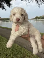 Maltipoo, a male Maltipoo for sale in Houston, TX – 4 of 7