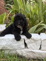 Blackie, a male Maltipoo for sale in Houston, TX – 4 of 5