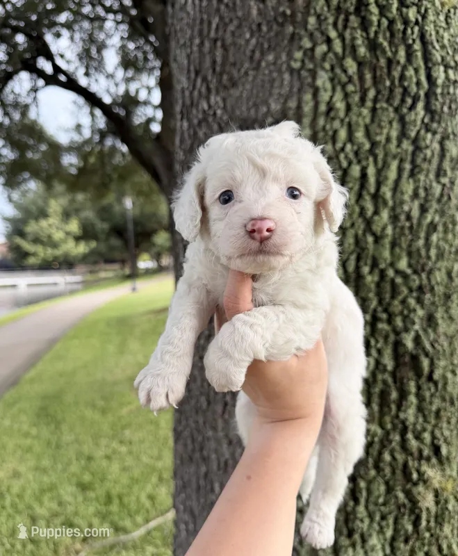 Jax – Maltipoo puppy for sale in Houston, TX