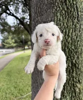 Jax, a male Maltipoo for sale in Houston, TX – 1 of 1