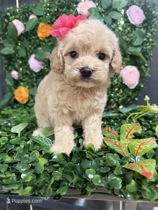 Belle – Maltipoo puppy for sale in Houston, TX