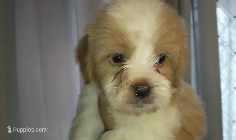 Bailey – Maltipoo puppy for sale in Houston, TX