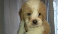 Bailey, a male Maltipoo for sale in Houston, TX – 1 of 1