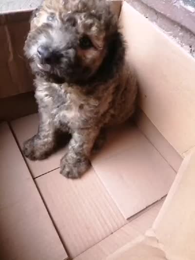Jax, a male Maltipoo for sale in Houston, TX – 2 of 2