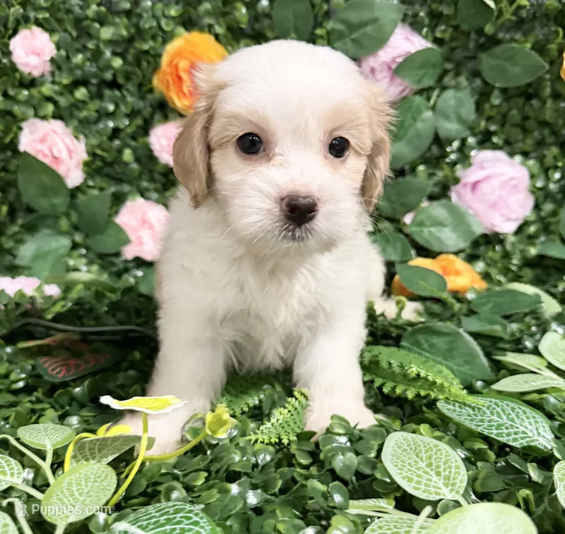 Simon – Maltipoo puppy for sale in Houston, TX