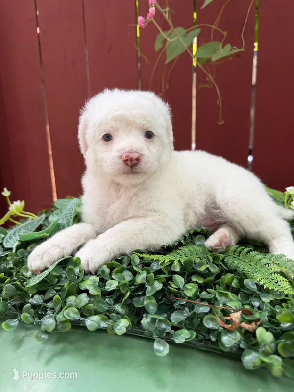 Jax – Maltipoo puppy for sale in Houston, TX