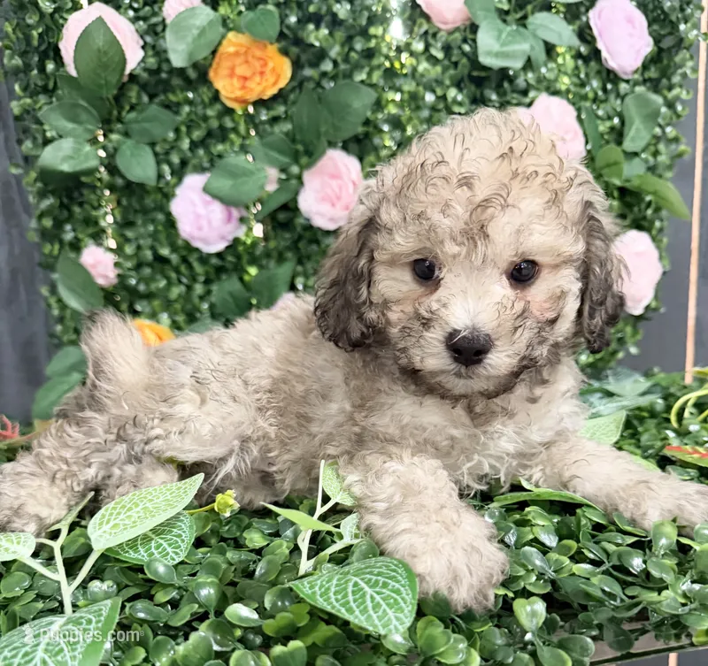 Brownie, a male Maltipoo for sale in Houston, TX – 1 of 2