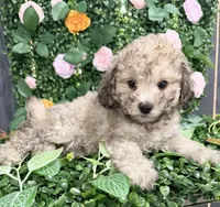 Brownie, a male Maltipoo for sale in Houston, TX – 1 of 2