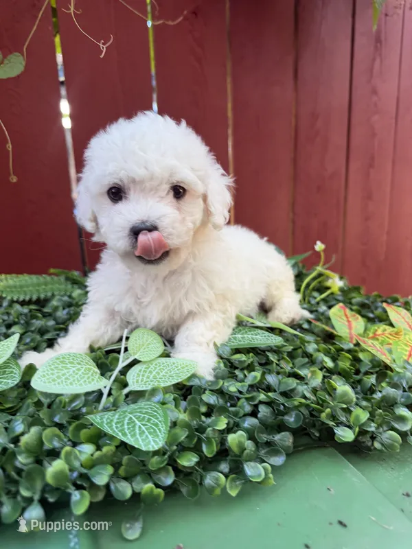 Jax – Maltipoo puppy for sale in Houston, TX