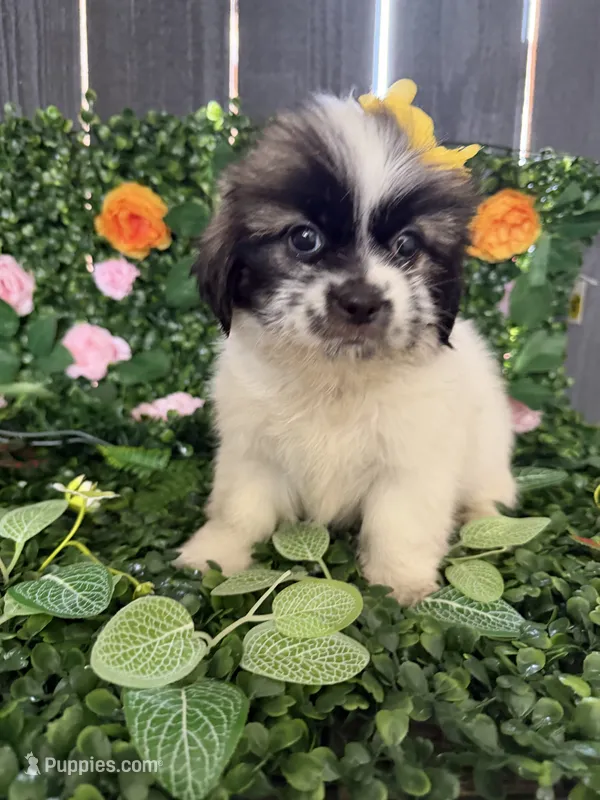 Minnie – Shih Tzu puppy for sale in Houston, TX