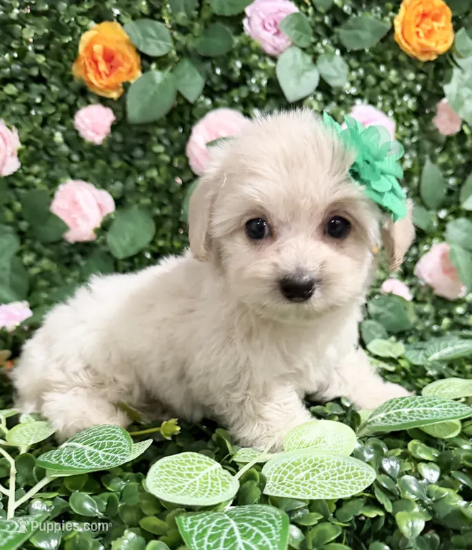 Dollie – Maltipoo puppy for sale in Houston, TX
