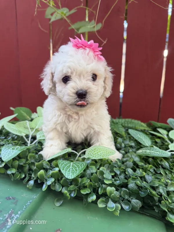 Daisy  – Maltipoo puppy for sale in Houston, TX