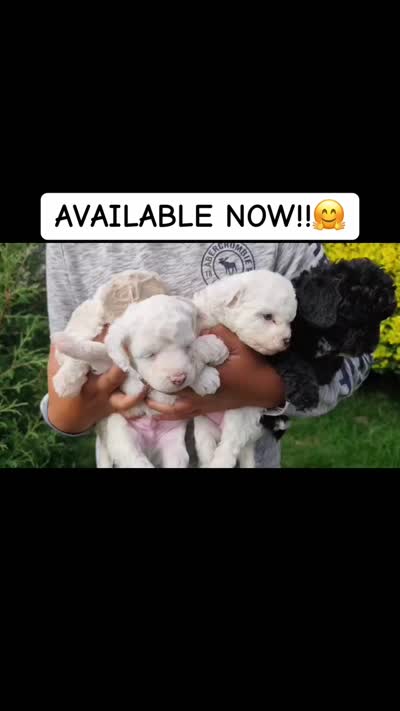 Maltipoo, a male Maltipoo for sale in Houston, TX – 3 of 7