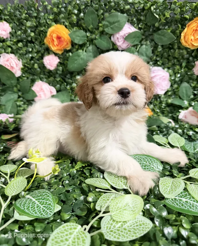 Simon – Maltipoo puppy for sale in Houston, TX