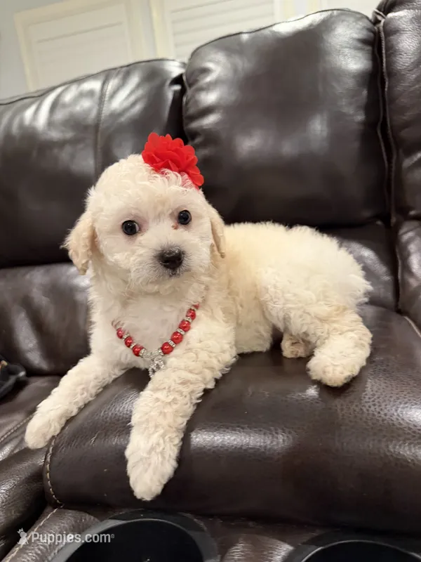 Daisy  – Maltipoo puppy for sale in Houston, TX