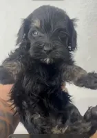 Bruno, a male Maltipoo for sale in Houston, TX – 1 of 1