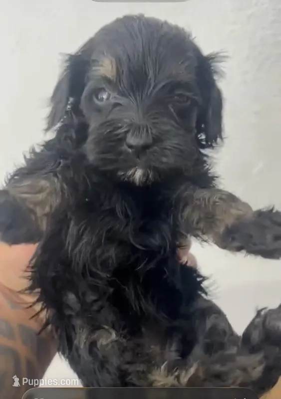 Lulu – Maltipoo puppy for sale in Houston, TX