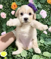 Dollie, a female Maltipoo for sale in Houston, TX – 4 of 4
