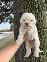 Maltipoo, a male Maltipoo for sale in Houston, TX – 5 of 7