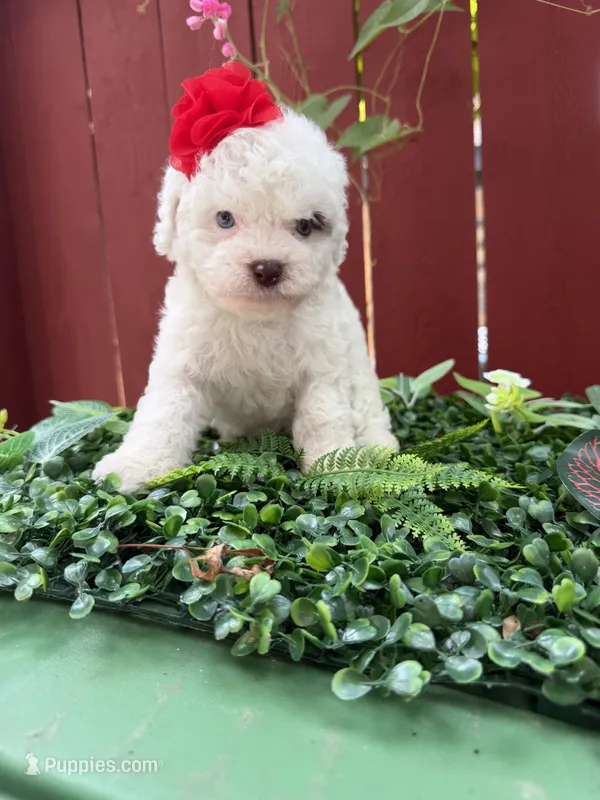 Daisy  – Maltipoo puppy for sale in Houston, TX