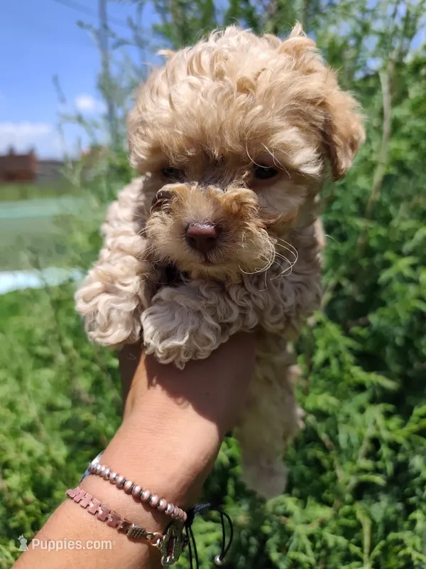 Brownie – Maltipoo puppy for sale in Houston, TX